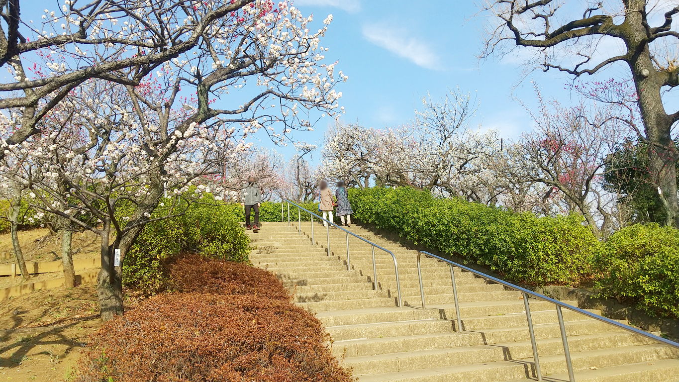 東京都世田谷区「梅ヶ丘・羽根木公園の梅」2022春-1005 東京都世田谷区「梅ヶ丘・羽根木公園の梅」2022春-1005